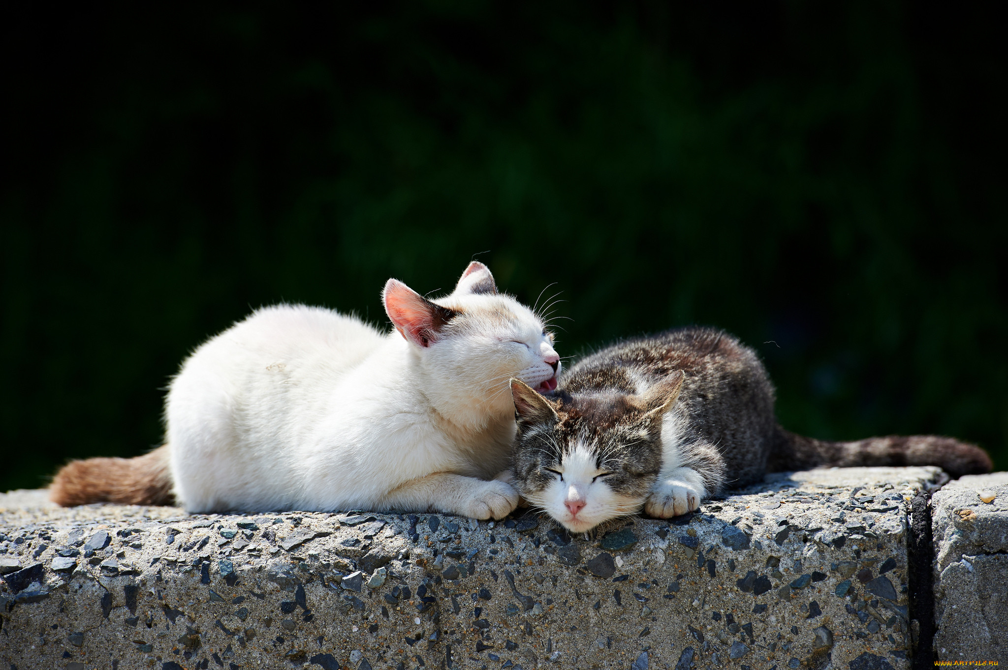 Картинки с любящими котиками. Кошки любовь. Кошки нежность. Ласковая кошка.